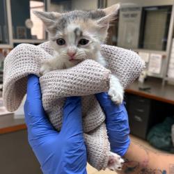 Shelter Stray Female Cat last seen , Columbus, GA 31907