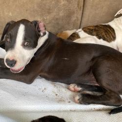 Shelter Stray Male Dog last seen , Memphis, TN 38133