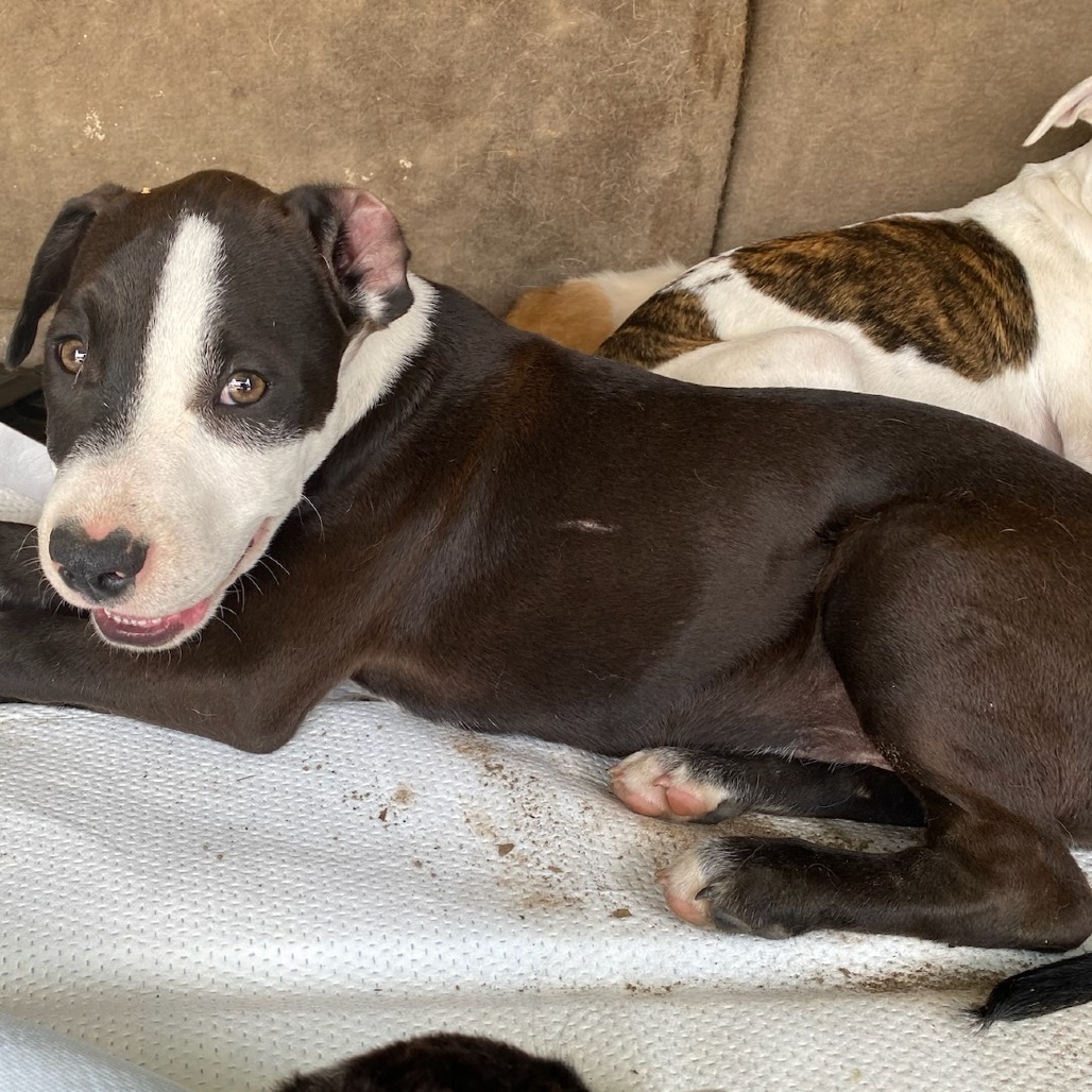 Shelter Stray Male Dog last seen , Memphis, TN 38133