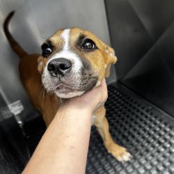 Shelter Stray Female Dog last seen , Memphis, TN 38133