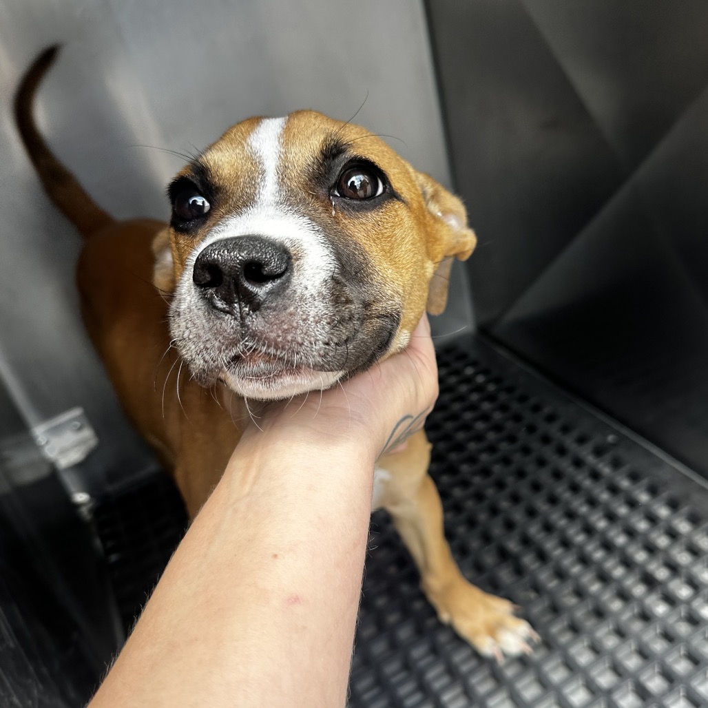 Shelter Stray Female Dog last seen , Memphis, TN 38133