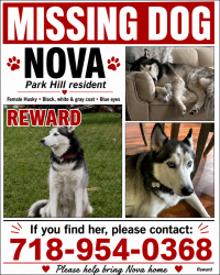 Lost Female Dog last seen Shoprite , By Riverdale Street, Yonkers, NY 10705