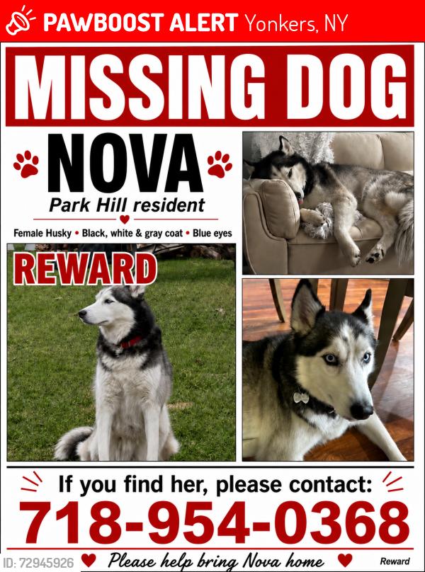 Lost Female Dog last seen Shoprite , By Riverdale Street, Yonkers, NY 10705