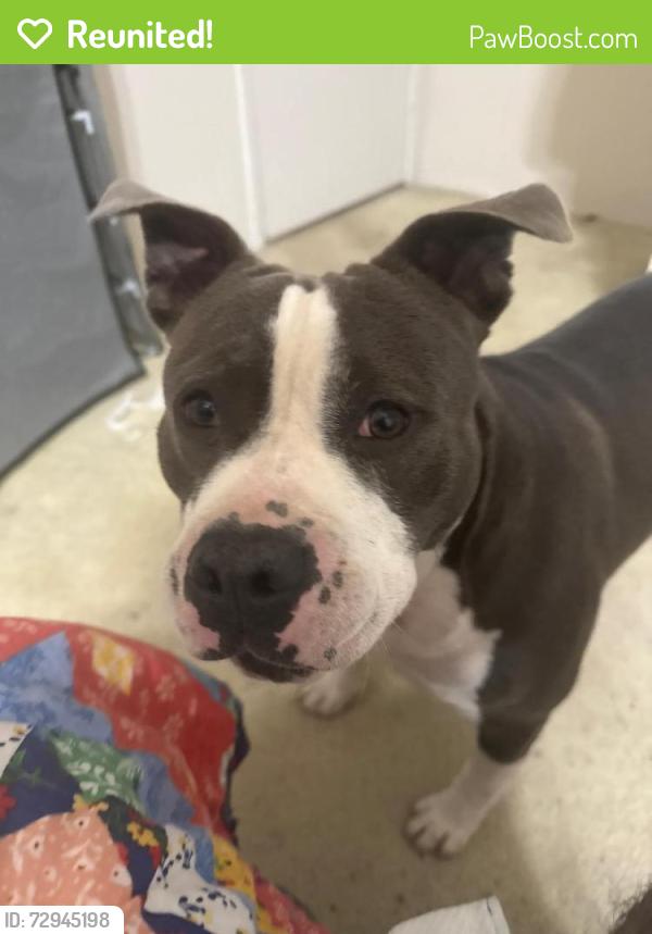 Reunited Male Dog last seen Near rapidcreek Dr , Houston, TX 77053