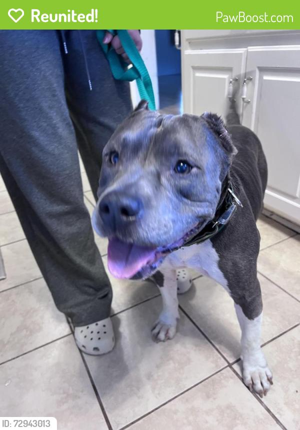 Reunited Male Dog last seen Harnett County Convenience center , Lillington, NC 27546
