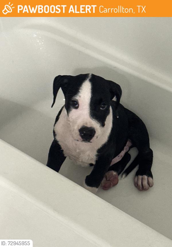 Found/Stray Male Dog last seen Burger King, Carrollton, TX 75006