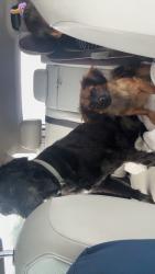 Lost Female Dog last seen Brett jackson rd, Fort Worth, TX 76179