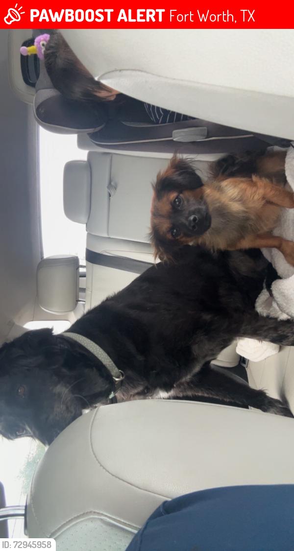 Lost Female Dog last seen Brett jackson rd, Fort Worth, TX 76179
