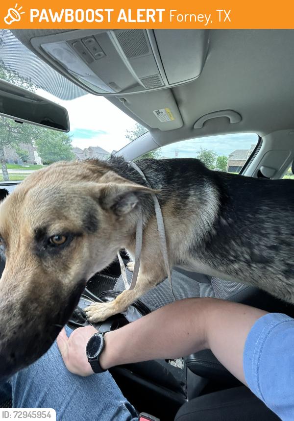 Found/Stray Male Dog last seen Intex Electric, Forney, TX, Forney, TX 75126