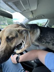 Found/Stray Male Dog last seen Intex Electric, Forney, TX, Forney, TX 75126
