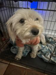 Found/Stray Female Dog last seen Kerman Ca , Fresno County, CA 93630