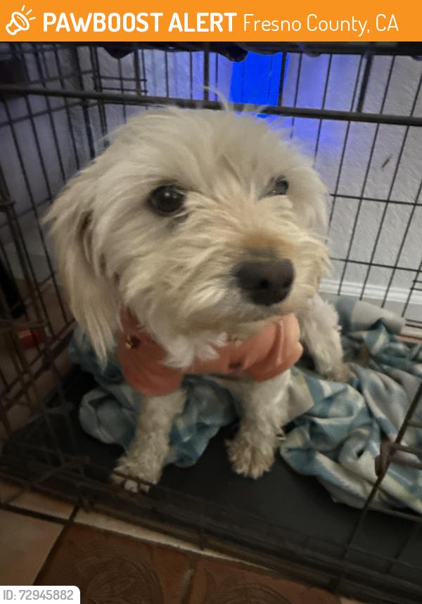 Found/Stray Female Dog last seen Kerman Ca , Fresno County, CA 93630