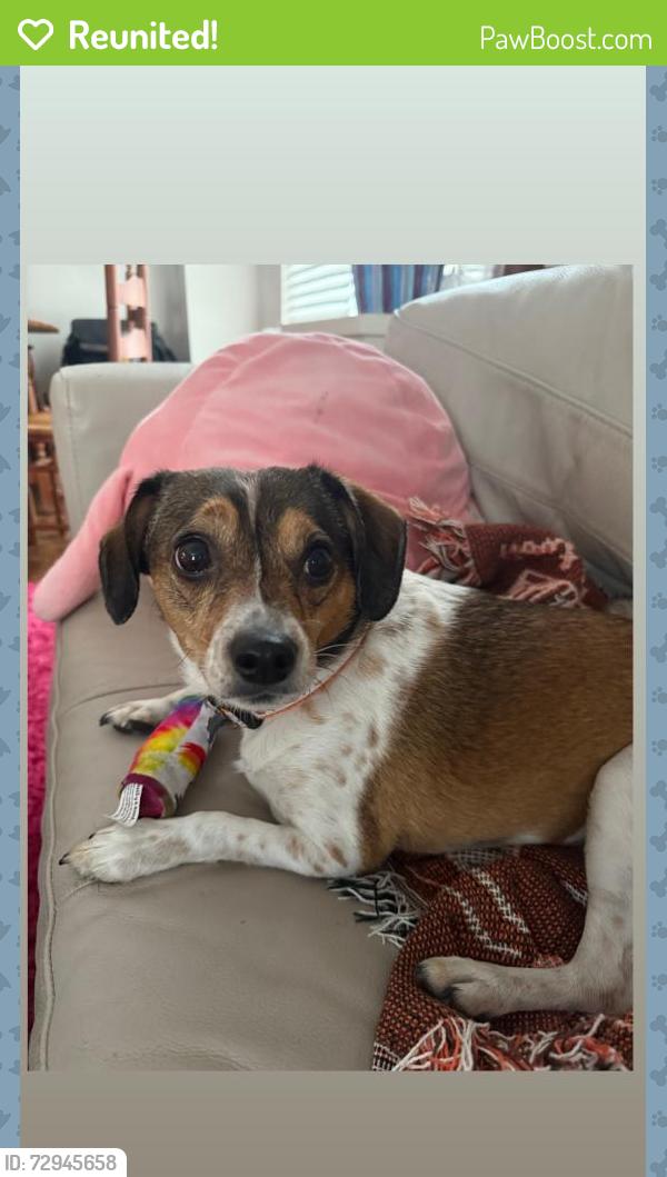 Reunited Female Dog last seen Near Lancaster Rd, Akron, OH 44313