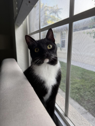 Reunited Male Cat last seen Naples Park 109th Ave 800 block , Naples, FL 34108