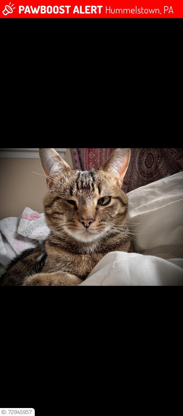 Lost Male Cat last seen Near , Hummelstown, PA 17036