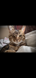 Lost Male Cat last seen Near , Hummelstown, PA 17036