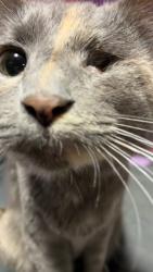 Reunited Female Cat last seen N 18th St, Leavenworth, KS 66048, USA, Leavenworth, KS 66048