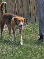 Reunited Female Dog last seen Near Kentucky Derby Ln, Lillington, NC 27546, USA, Lillington, NC 27546