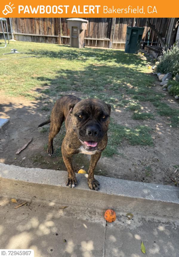 Found/Stray Female Dog last seen Haley st. Next to BC, Bakersfield, CA 93305