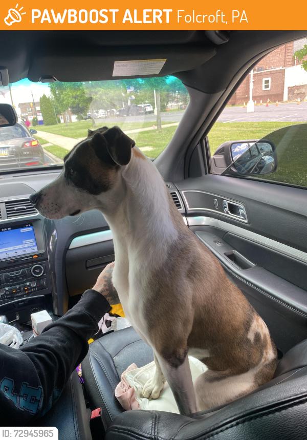 Found/Stray Female Dog last seen wawa on chester pike, Folcroft, PA 19032