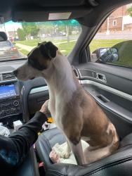 Found/Stray Female Dog last seen wawa on chester pike, Folcroft, PA 19032
