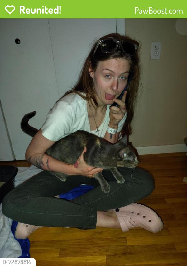 Reunited Female Cat last seen Hwy 169 & Plymouth avenue north , Minneapolis, MN 55427