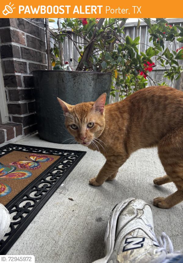 Found/Stray Male Cat last seen Ford Rd, N Lake Houston, Porter, TX 77365