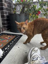 Found/Stray Male Cat last seen Ford Rd, N Lake Houston, Porter, TX 77365