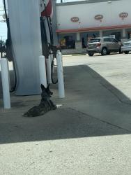 Found/Stray Unknown Other last seen texaco gas station, Grand Prairie, TX 75050
