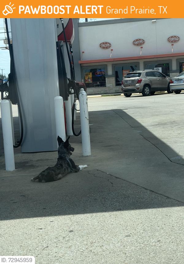 Found/Stray Unknown Other last seen texaco gas station, Grand Prairie, TX 75050