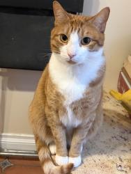 Lost Male Cat last seen W 48th and Oak St. Near Sushi Mura, Vancouver, BC V6M 2K2