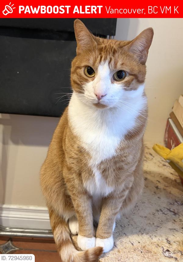 Lost Male Cat last seen W 48th and Oak St. Near Sushi Mura, Vancouver, BC V6M 2K2
