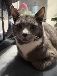Lost Male Cat last seen Mounthood community college, Gresham, OR 97030