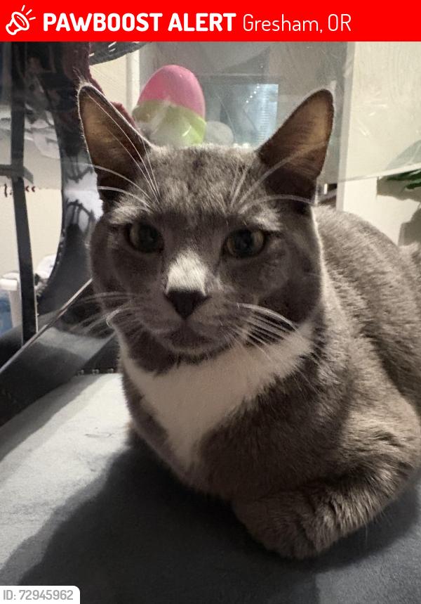 Lost Male Cat last seen Mounthood community college, Gresham, OR 97030