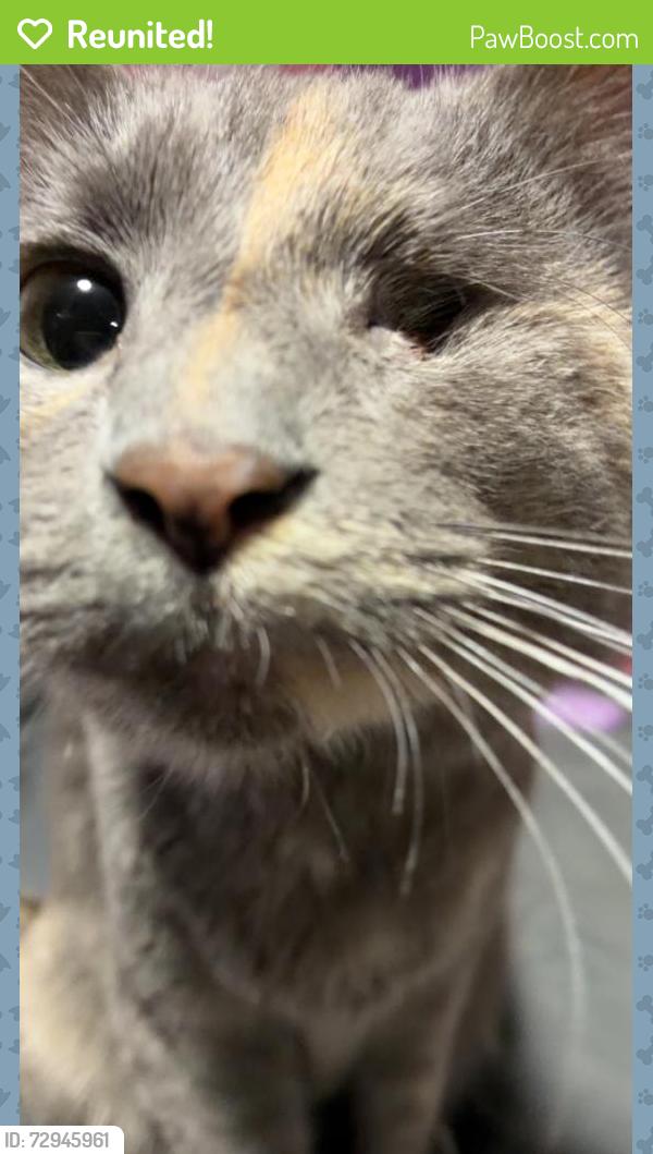 Reunited Female Cat last seen N 18th St, Leavenworth, KS 66048, USA, Leavenworth, KS 66048
