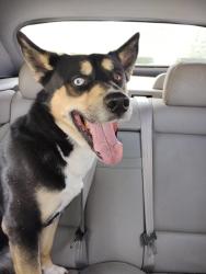 Found/Stray Male Dog last seen Grange & Swift, Cudahy, WI 53110