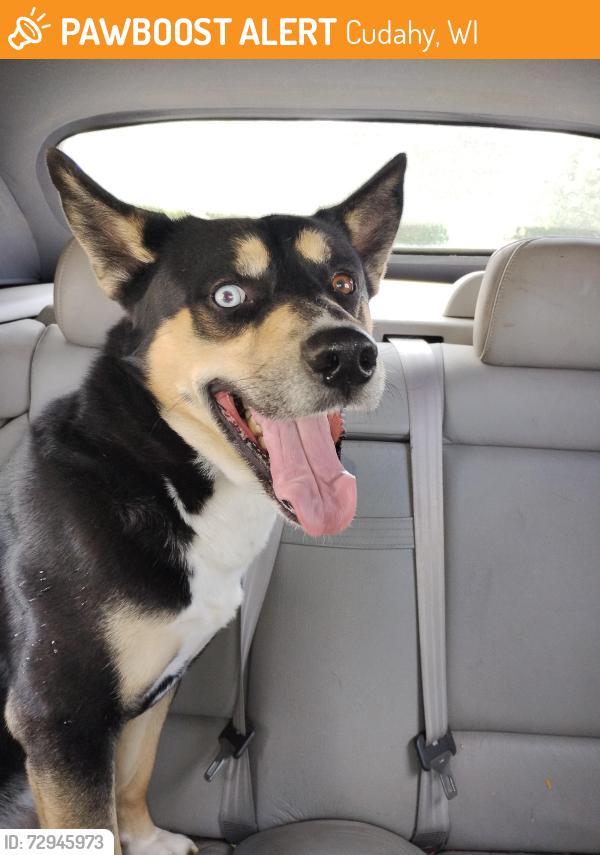 Found/Stray Male Dog last seen Grange & Swift, Cudahy, WI 53110