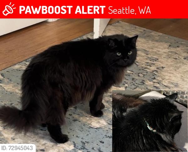 Lost Male Cat last seen NW 77th Street & 31st Avenue NW, Seattle, WA 98117