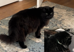 Lost Male Cat last seen NW 77th Street & 31st Avenue NW, Seattle, WA 98117