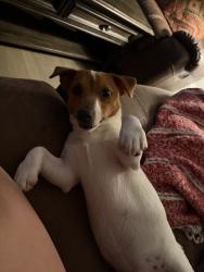 Reunited Male Dog last seen Near Lone Oak Rd, Hogansville, GA 30230, USA, Hogansville, GA 30230