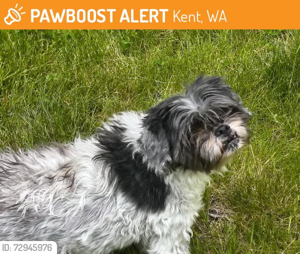 Found/Stray Unknown Dog last seen 272nd down by traffic circle, Kent, WA 98042