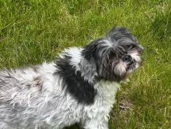 Found/Stray Unknown Dog last seen 272nd down by traffic circle, Kent, WA 98042