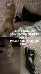 Reunited Male Cat last seen 16th street St Pete near downtown, St. Petersburg, FL 33701
