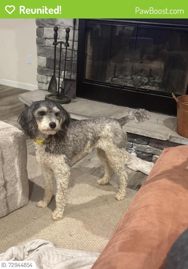 Reunited Female Dog last seen Gull lane and Joyner pond , Aiken, SC 29803