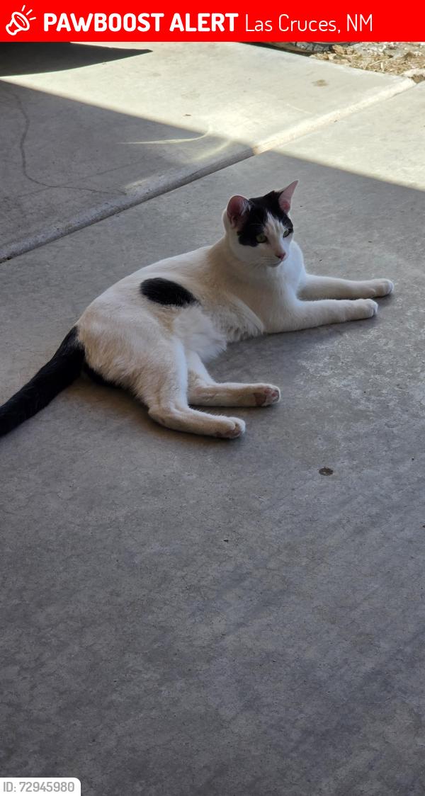 Lost Male Cat last seen Wind Dancer Trl Las Cruces NM , Las Cruces, NM 88011