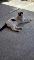 Lost Male Cat last seen Wind Dancer Trl Las Cruces NM , Las Cruces, NM 88011