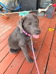 Reunited Female Dog last seen Arlans, Waller, TX 77484