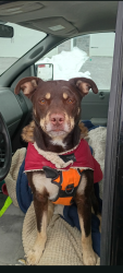 Reunited Male Dog last seen E. Washington & Mitthofer , Indianapolis, IN 46229