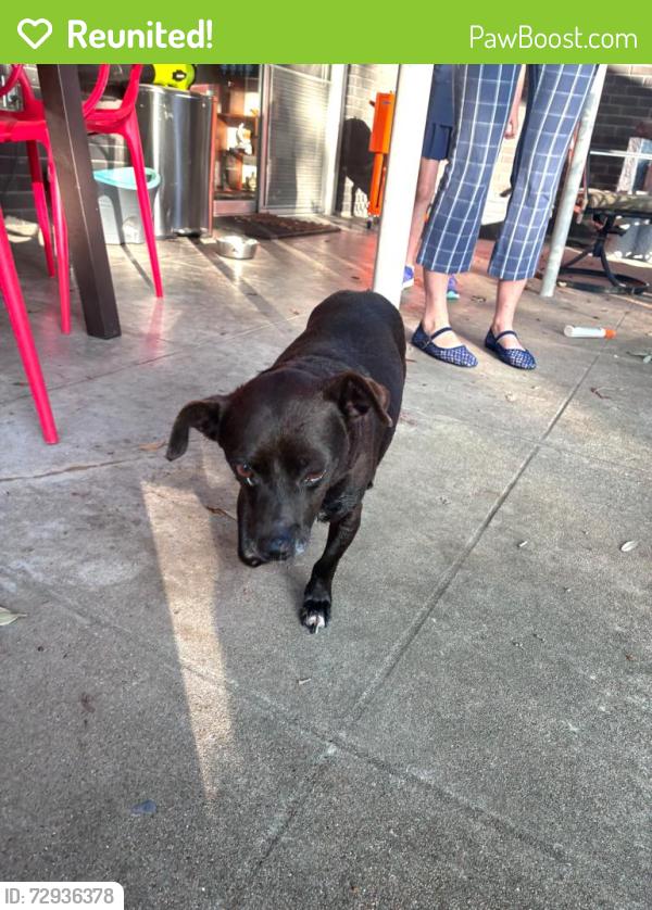 Reunited Male Dog last seen Timberside Dr and Sun valley dr, Houston, TX 77025
