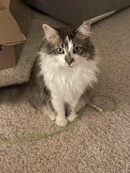 Reunited Male Cat last seen N Marlborough Dr and Kensington Ave, Shorewood, WI 53211